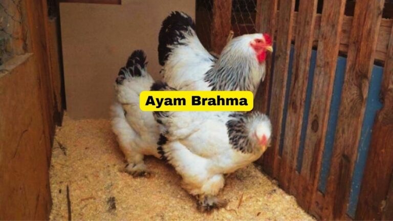 Ayam Brahma