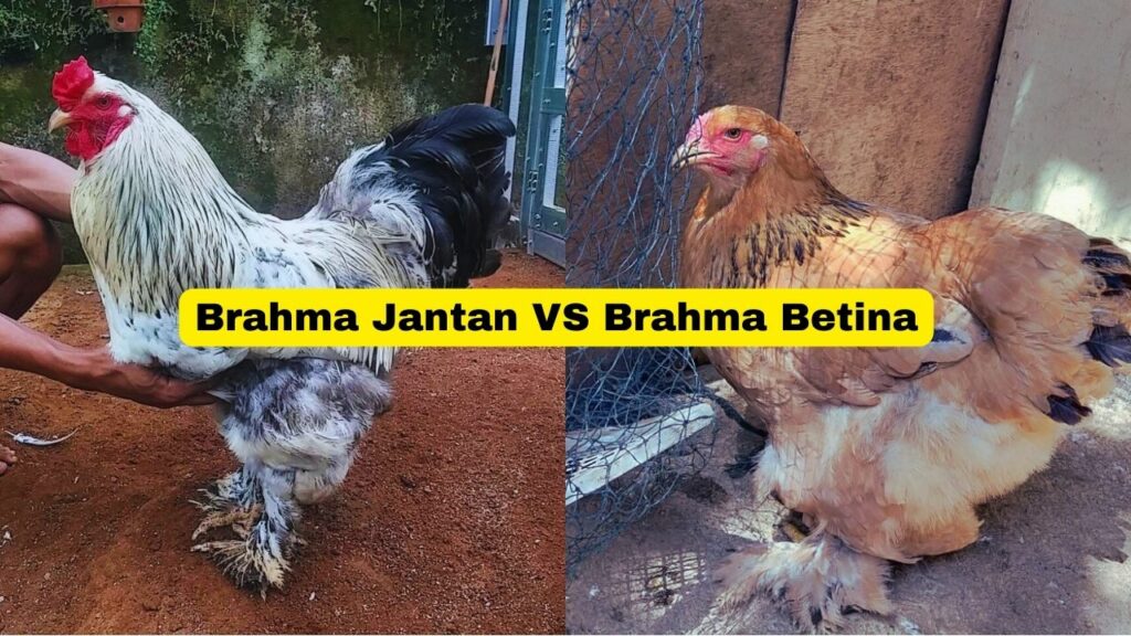 Cara Membedakan Ayam Brahma Jantan Dan Betina