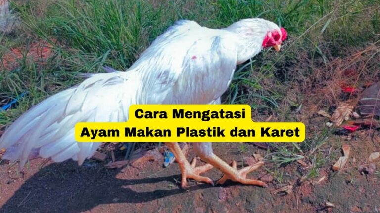 Cara Mengatasi Ayam Makan Plastik