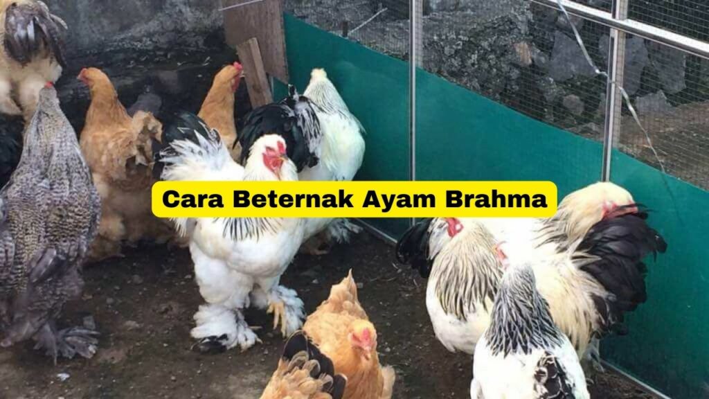 Ternak Ayam Brahma