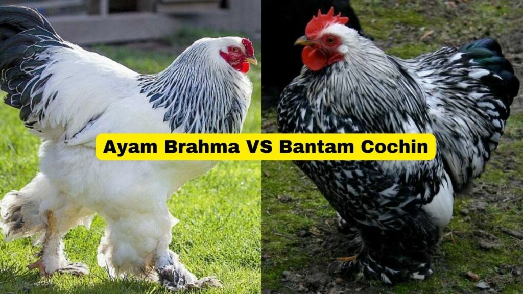 perbedaan ayam brahma dan bantam cochin