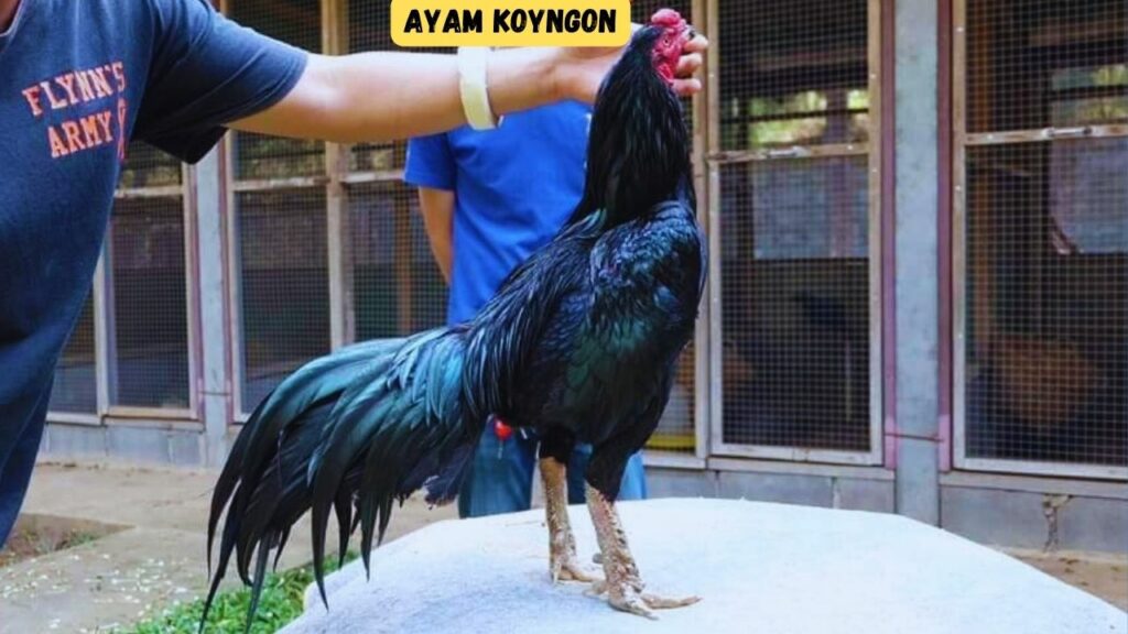 Ayam koyngon adalah