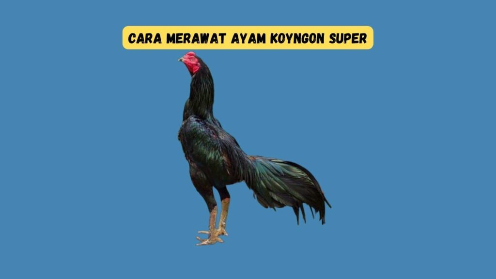 cara merawat ayam koyngon super