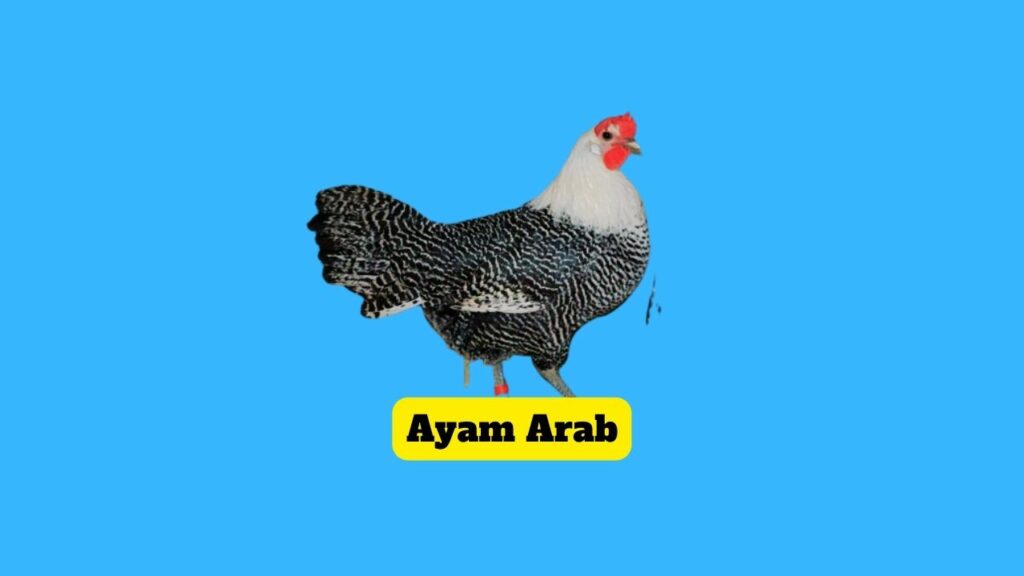 Ayam Arab