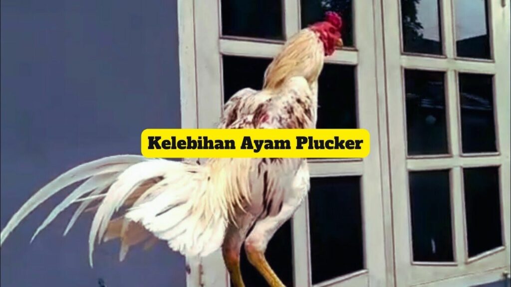 Kelebihan Ayam Plucker