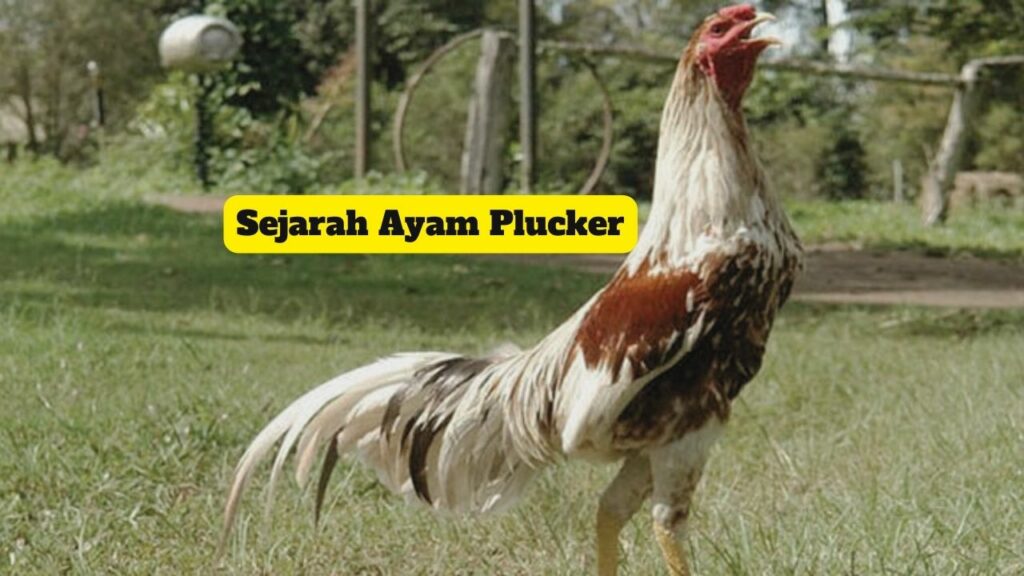 Sejarah Ayam Plucker