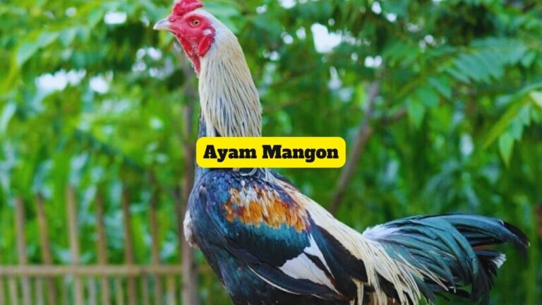 Ayam Mangon