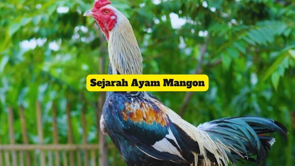 Sejarah Ayam Mangon