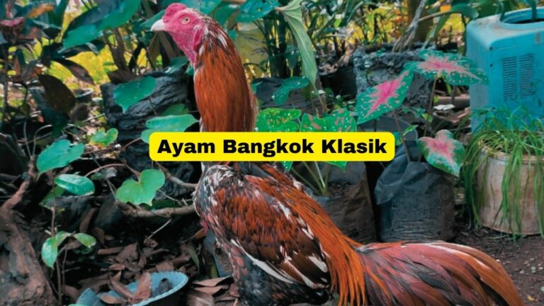 Ayam Bangkok Klasik