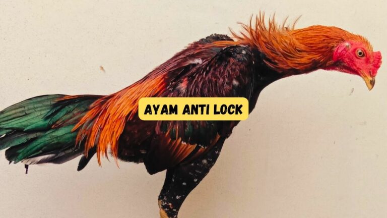 Ayam anti lock
