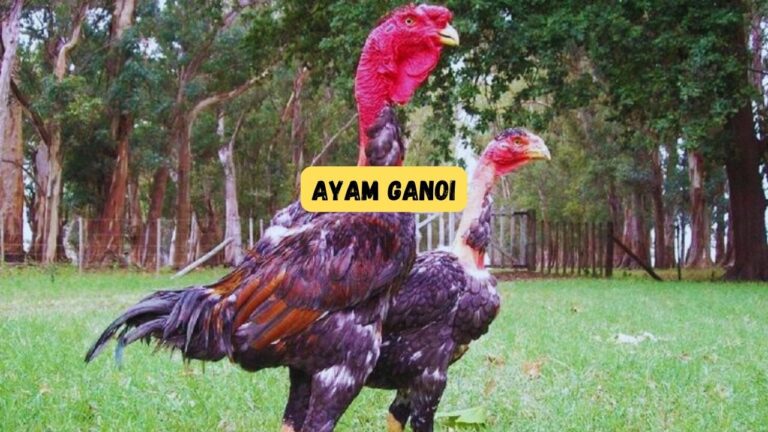 Ayam Ganoi