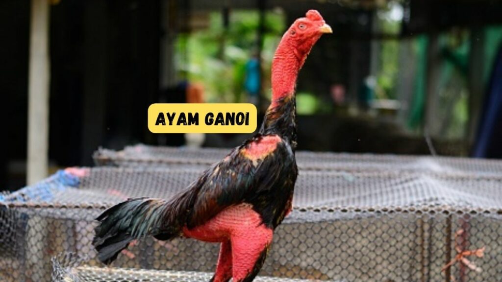 Ayam Ganoi