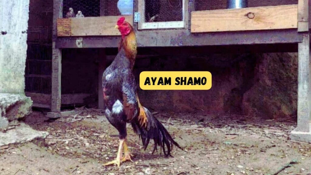 Ayam import Shamo