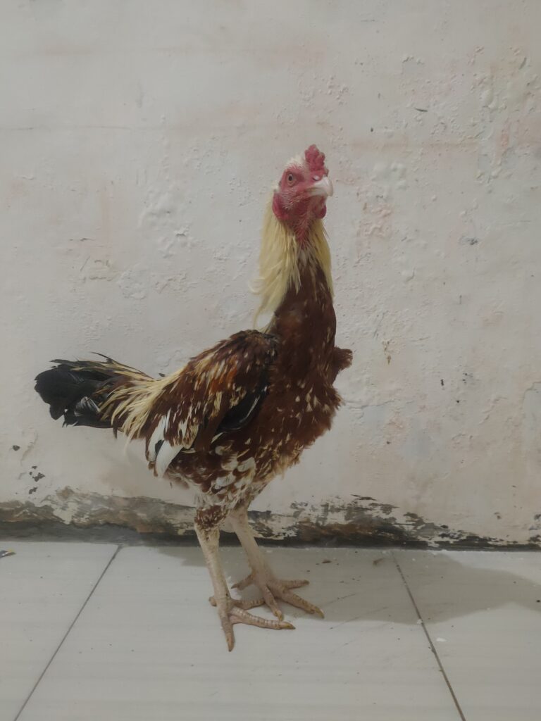 Ayam widu kaisar Geni 