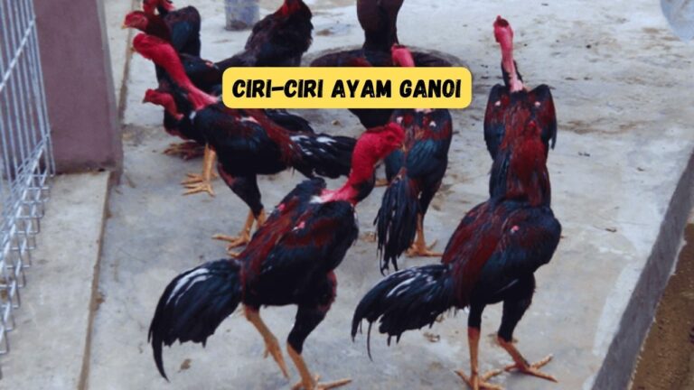 Ciri-ciri Ayam Ganoi