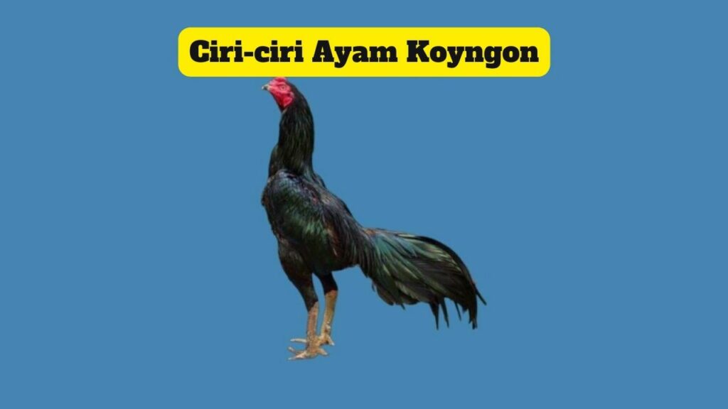 Ciri-ciri Ayam Koyngon