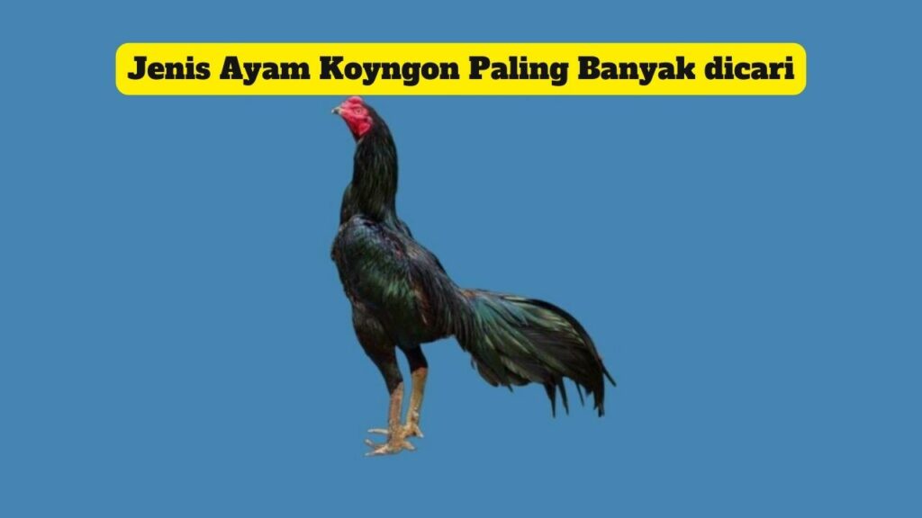 Jenis Ayam Koyngon Paling Banyak dicari