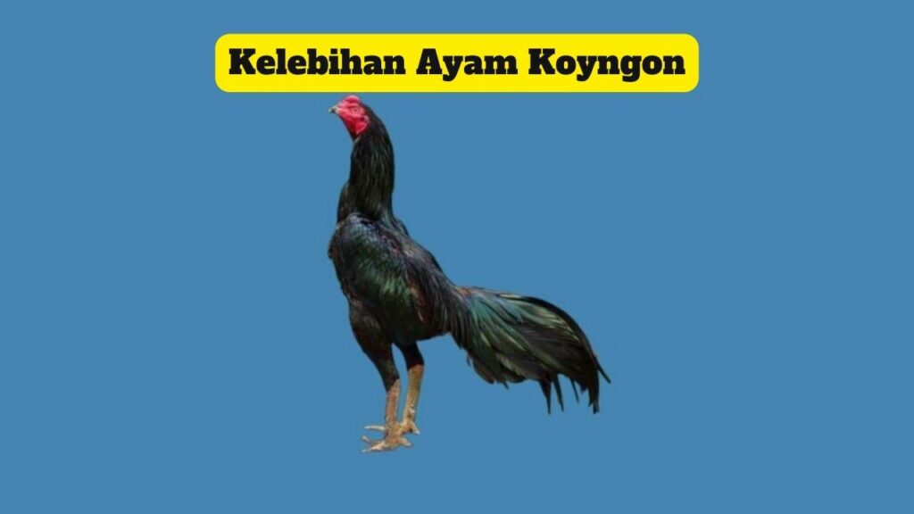 Kelebihan Ayam Koyngon