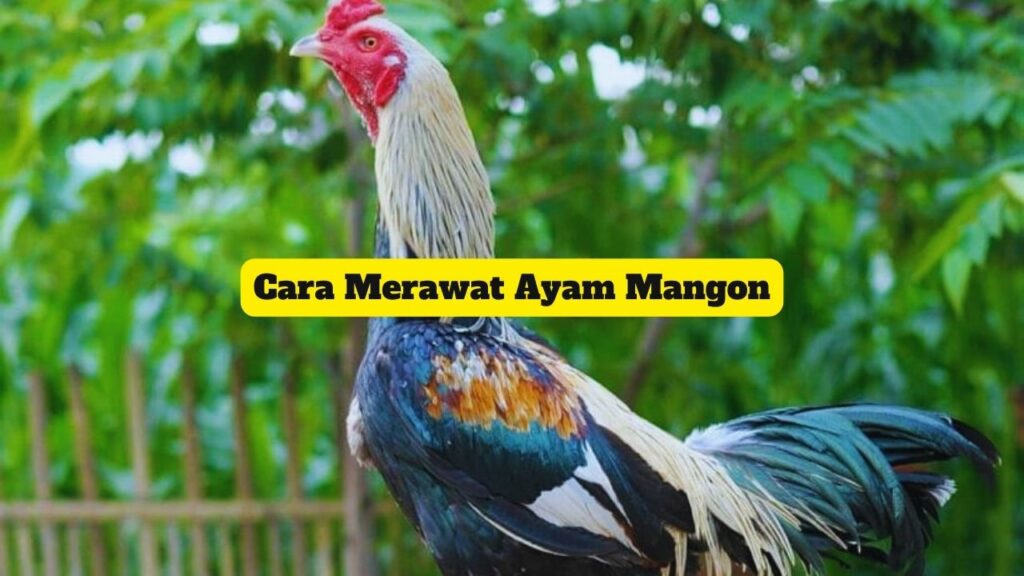 Cara Merawat Ayam Mangon